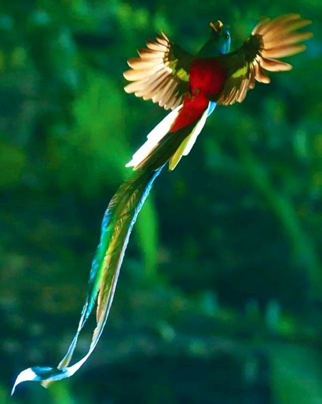 Tikal Piramisváros az őserdőben előadás Tikal Piramisváros az őserdőben előadás